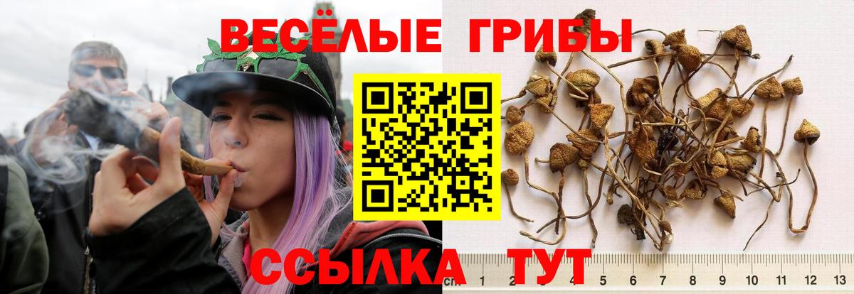 Галлюциногенные грибы прущие грибы  Вход с VPN  Курганинск 